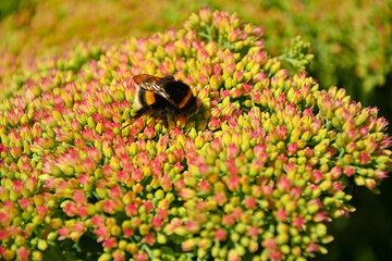 Trzmiel na kwiatach rozchodnika, trzmiel (Bombus) na rozchodniku, rozchodnik okazały, rozchodnikowiec, Hylotelephium spectabile syn. Sedum spectabile, showy stonecrop, Bumblebee on stonecrop flowers, © kateej