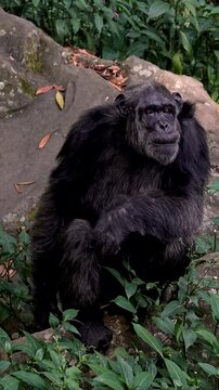 Behavior of a Chimpanzee 