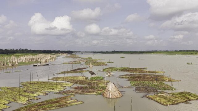 Top-down aerial view of jute retting in the Padma River, Bangladesh, revealing soaked jute bundles, separated jute sticks, muddy water, boats, river vegetation and traditional fiber processing.