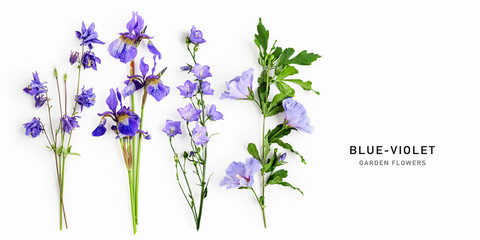Blue-violet garden flowers isolated on white background. Minimalist botanical composition with columbine, iris, bellflower and hibiscus © ifiStudio