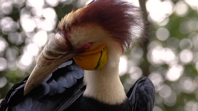 wreathed hornbill, a tropical bird that lives in South Asia and South East Asia	
