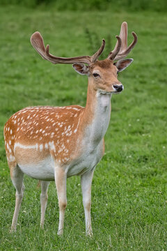 Fallow deer in a clearing