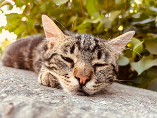 close up of a cat. portrait of a cat © fizke7