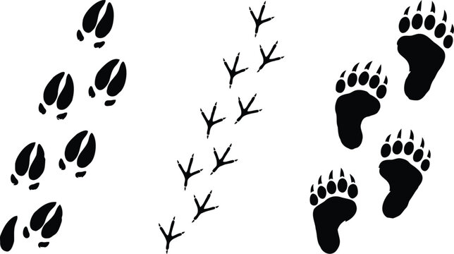Black animal footprints of bear deer and bird on ground