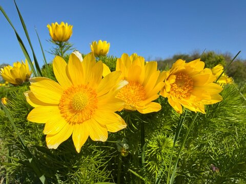 Adonis vernalis spring yellow flowers in steppe