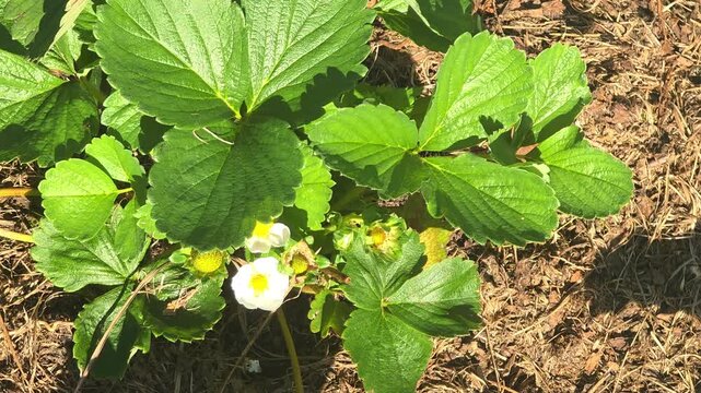 Strawberry plants grow in a garden during springtime