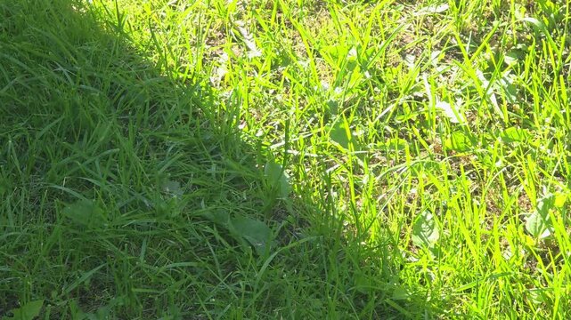 Green grass moving in the breeze on a sunny day in a park