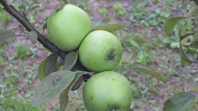 Picking green apples in the orchard during the harvest season in the countryside