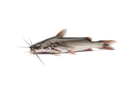 Fresh whole catfish isolated on a white background