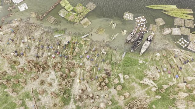 Descending drone footage moves toward an extensive jute drying area beside the Padma River in Bangladesh, revealing harvested jute bundles, boats, green farmland, rural homes and waterways.
