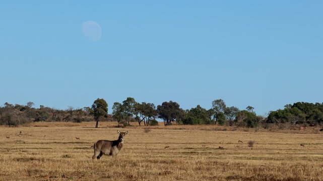 Single waterbuck stands in open savanna as pale morning moon hangs above