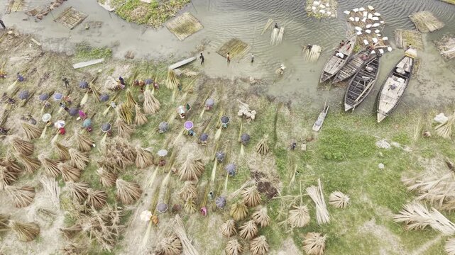 Ascending drone footage reveals extensive harvested jute bundles drying beside the Padma River in Bangladesh, with boats, green farmland, rural homes, waterways and a cloudy blue sky.
