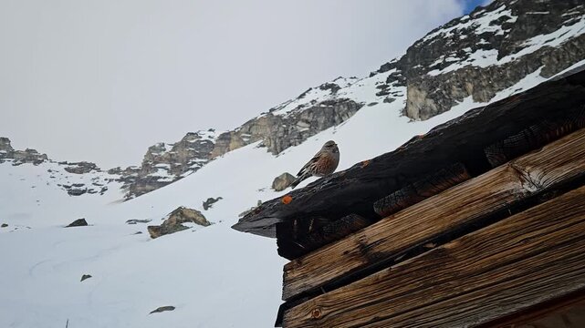 An authentic shot of an Alpine Accentor Prunella collaris resting on a rustic wooden cabin roof against a snowy mountain backdrop. Great for nature and wildlife documentaries.
