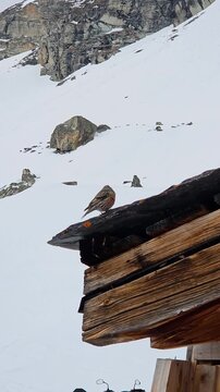 Vertical Low Angle View of Alpine Accentor Bird on Snowy Wooden Rooftop in Switzerland