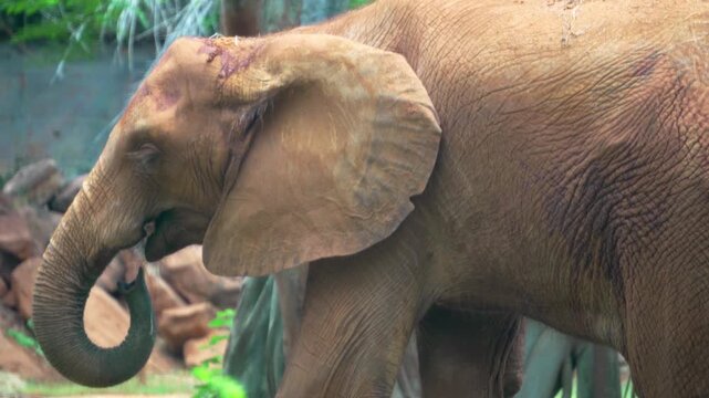 Amazing of asian elephants