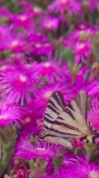 A vertical macro close-up shot captures a Scarce Swallowtail butterfly perching and feeding on vibrant magenta ice plant flowers blooming in a sunlit garden during summer.