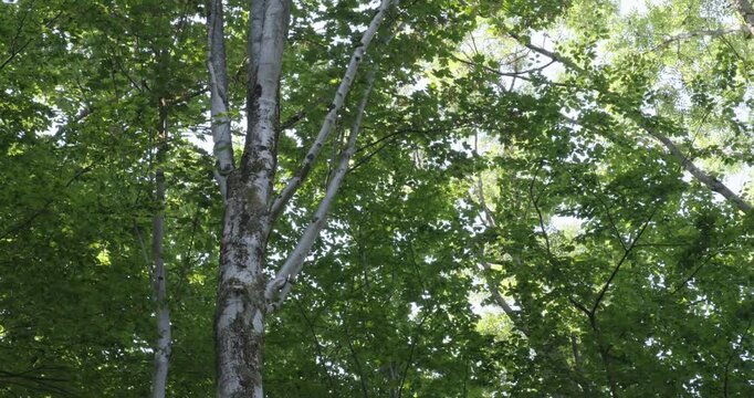Trees with slight movement from the wind
