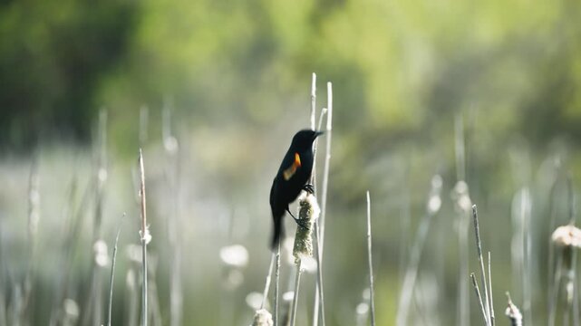 Red-winged blackbird perched on a cattail in a quiet marsh at Ridgefield Refuge