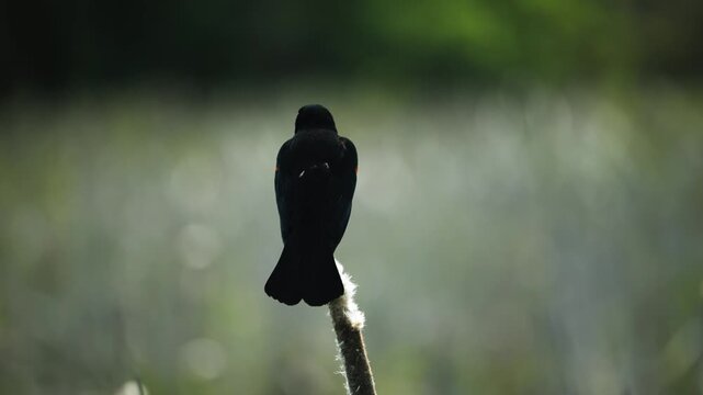 Rear overview of red-winged blackbird perched on cattail in marsh at Ridgefield Refuge
