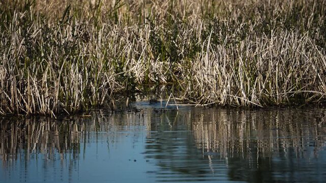 North American beaver swimming beside marsh reeds at Ridgefield National Wildlife Refuge