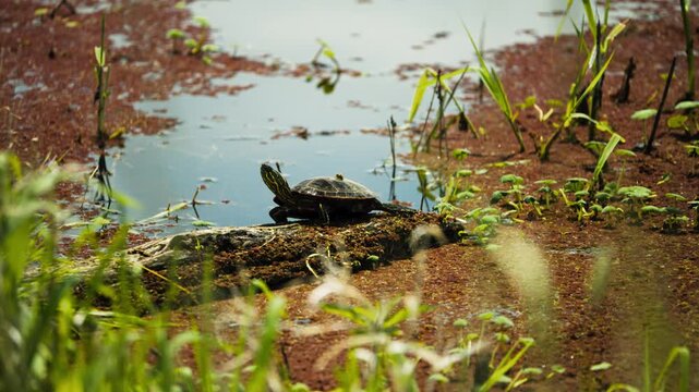Painted turtle resting on a log in a quiet marsh at Ridgefield National Wildlife Refuge, statci full body