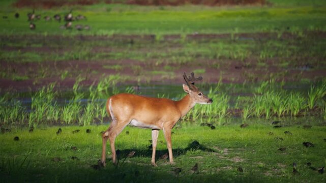 Young black-tailed buck standing in wetland meadow at Ridgefield National Wildlife Refuge surrounded by grassland birds