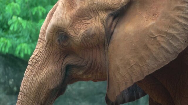 Amazing of asian elephants