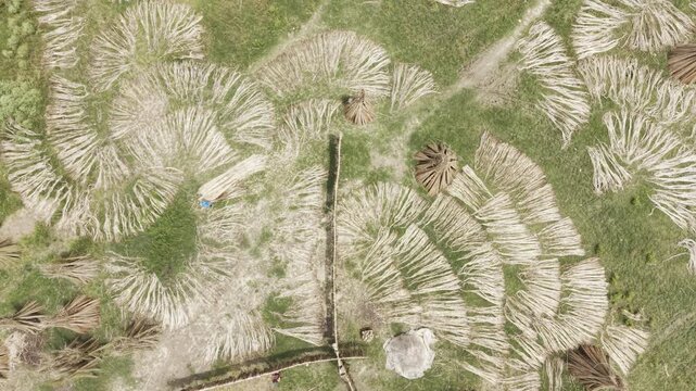 Top-down drone view of harvested jute fiber spread out to dry in rural Bangladesh, showing distinctive circular patterns, bundled jute, green grass, rural paths and agricultural activity.