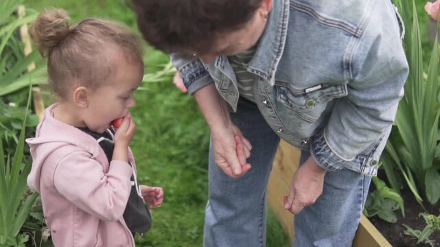 Grandmother and granddaughter spending time together in a garden, with the little girl touching something in her grandmother hand. Family bonding and intergenerational relationship outdoors.