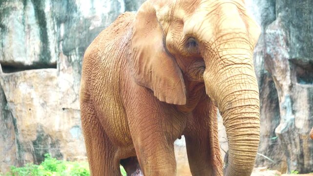 Amazing of asian elephants