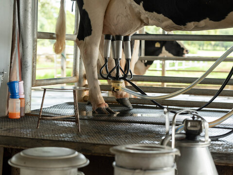 Automatic milking machine cluster attached to cow udder in farm stable milking parlor