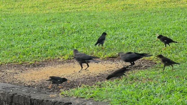 A flock of crows and mynas eats grains scattered on the ground. The birds peck at the food while staying vigilant to avoid predators.