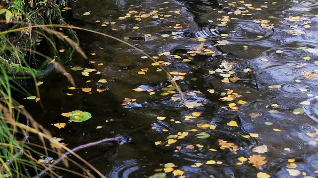 Autumn leaves floating on dark water surface with rain ripples, showing reflection of sky, green foliage and dry grass at water edge in nature