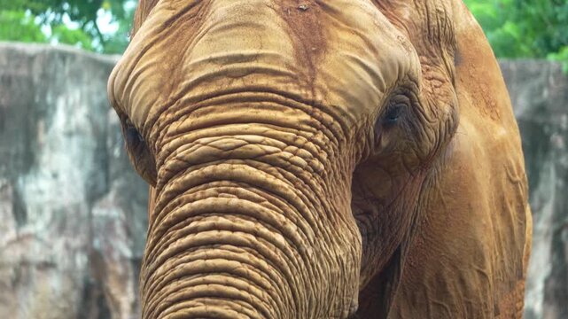 Amazing of asian elephants