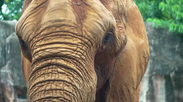 Amazing of asian elephants