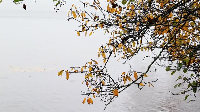 Autumn foliage on tree branches with yellow leaves extending over calm water surface on overcast day evoking tranquil natural scene