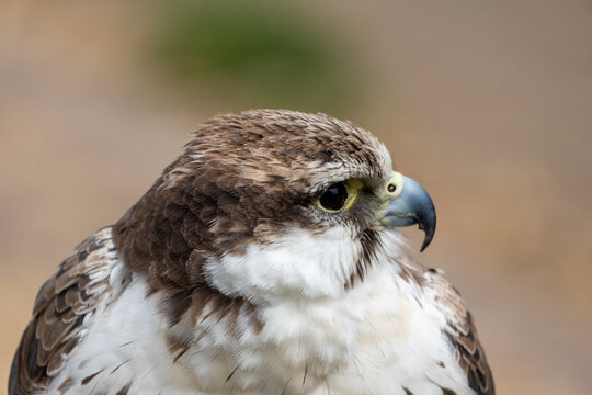 Saker Falcon Portrait Showing Detailed Feathers, Beak and Intense Gaze of a Raptor