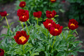 Obraz premium Group Of Dark Red Mahogany Peonies In Spring Garden
