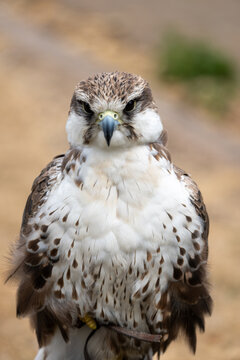 Saker Falcon Portrait Showing Detailed Feathers, Beak and Intense Gaze of a Raptor