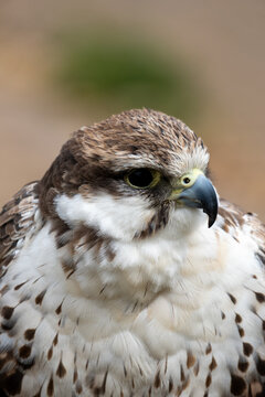 Saker Falcon Portrait Showing Detailed Feathers, Beak and Intense Gaze of a Raptor