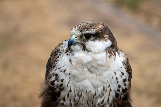 Saker Falcon Portrait Showing Detailed Feathers, Beak and Intense Gaze of a Raptor