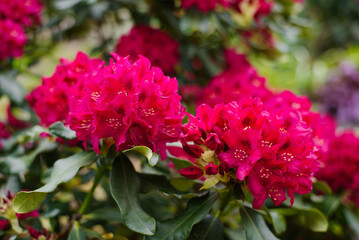 Fototapeta premium Vibrant Rhododendron Nova Zembla Flower Clusters in Garden