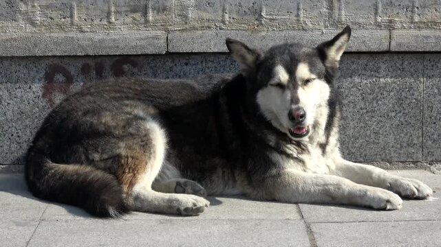 Istanbul, Turkey - 1st of March 2024: Husky mix stray dog squinting in the sun on Heybeliada
