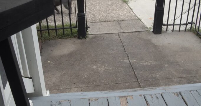 A person walks a frenchie dog away from a residential home through a front gate. Everyday pet routine capturing outdoor activity, companionship, neighborhood life, and casual dog walking.