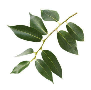 Small twig of fresh green leaves (willow) isolated on white or transparent background