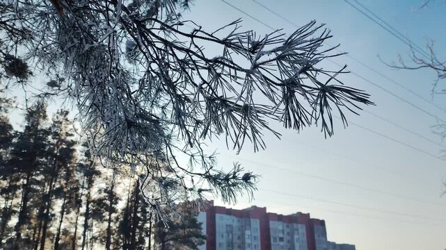 Frost-covered pine branches against light blue sky in winter, with blurred residential building and forest trees in background, tranquil cold weather scene.