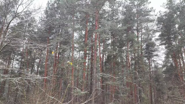 Dense winter forest scene featuring tall pine trees with snow on branches, bare deciduous trees, and forest floor lightly covered in white frost during cold overcast day