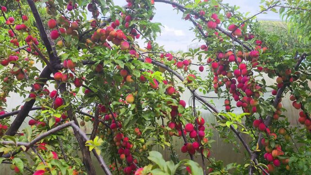 Abundant plum tree branches showcase bountiful harvest of vibrant, ripe red and reddish-yellow plums, full with fruit and green foliage in outdoor garden.