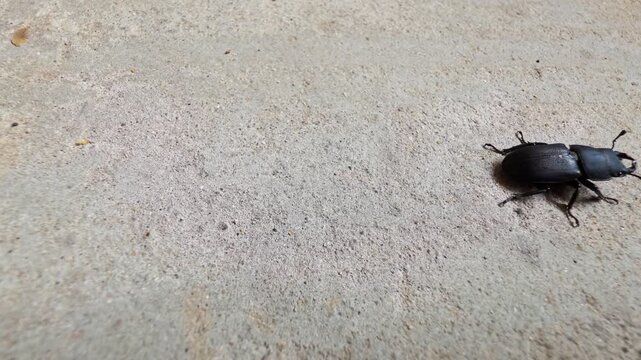 Black stag beetle walking textured concrete surface night, visible strong shadow, intricate exoskeleton details. Insect nature, creature movement captured.