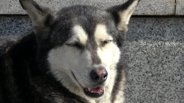 Istanbul, Turkey - 1st of March 2024: Zoom out face of a husky-like stray dog squinting happily in the sun
